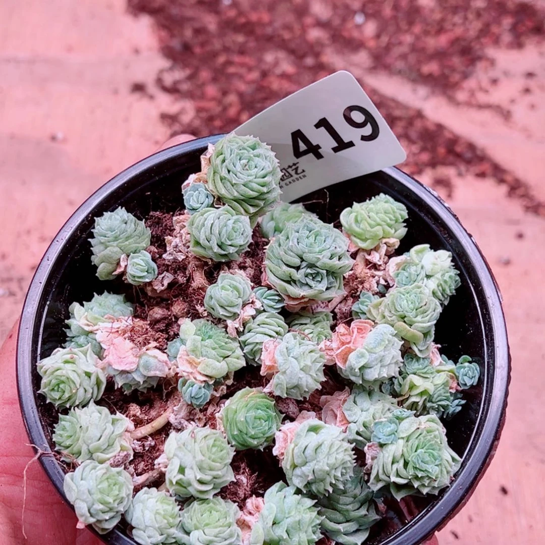 多肉植物多肉植物