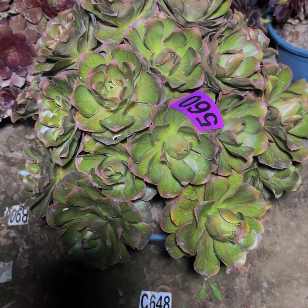 灰魅法师26////34包邮