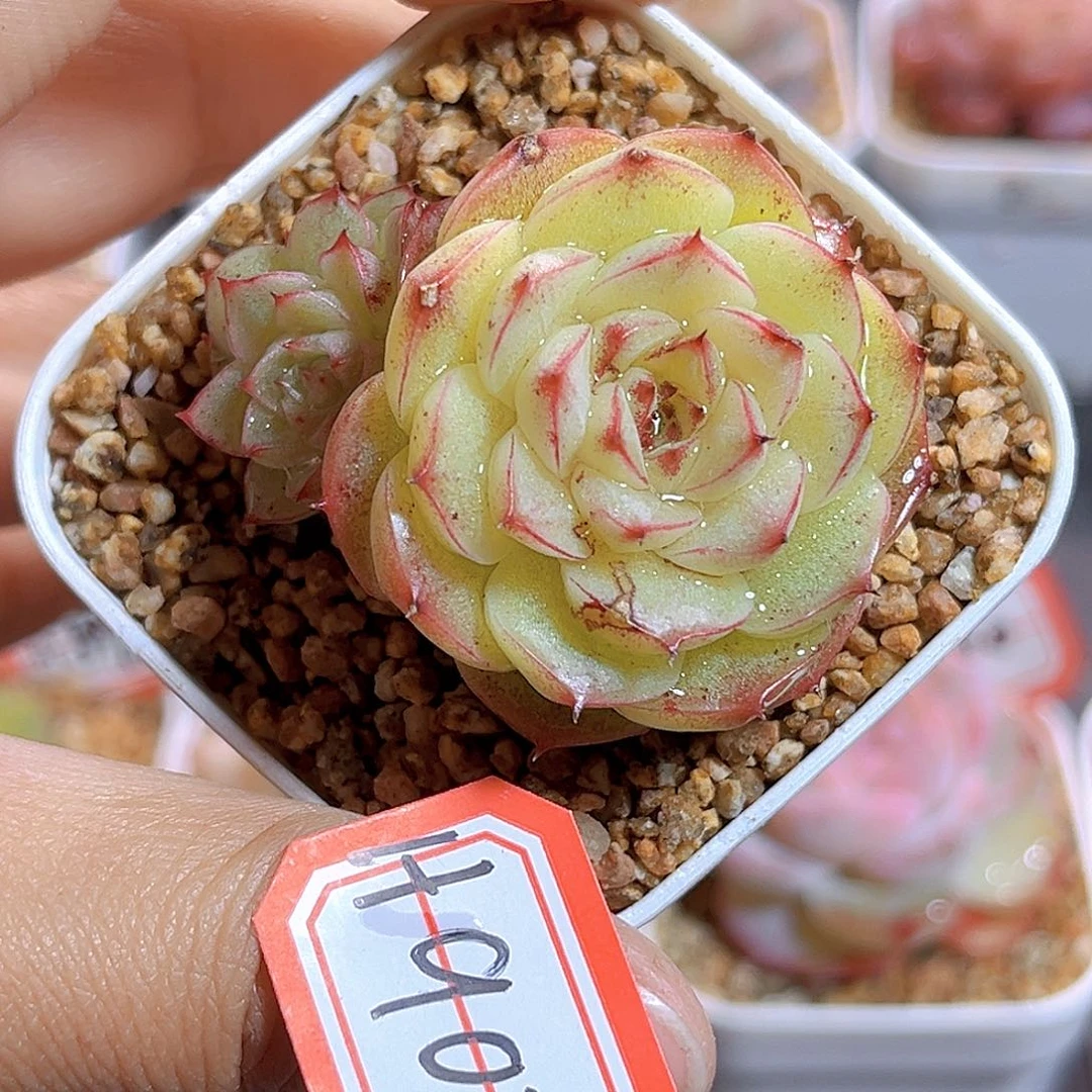 H902  ，新品珍妮 满18包邮