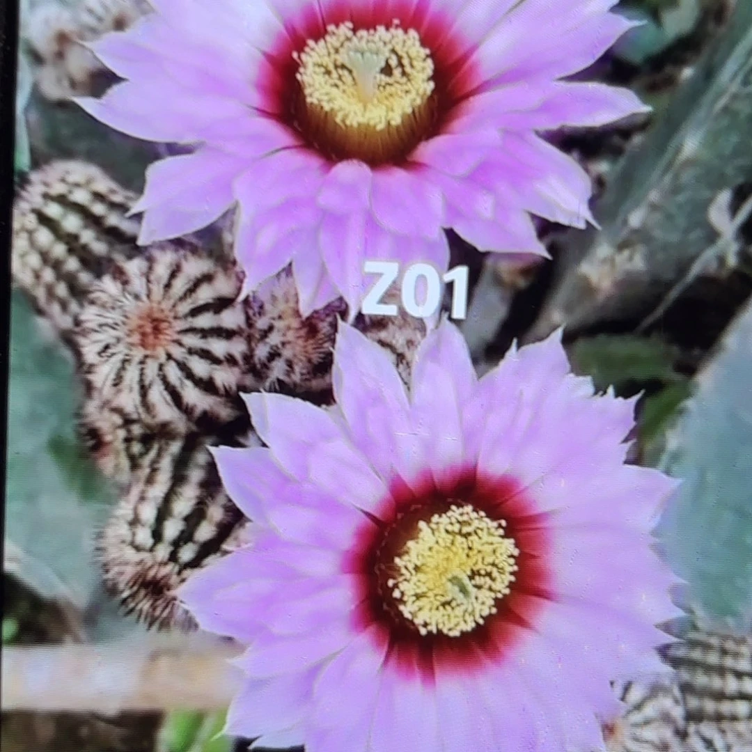 3颗Zo1虾侧牙20包邮55