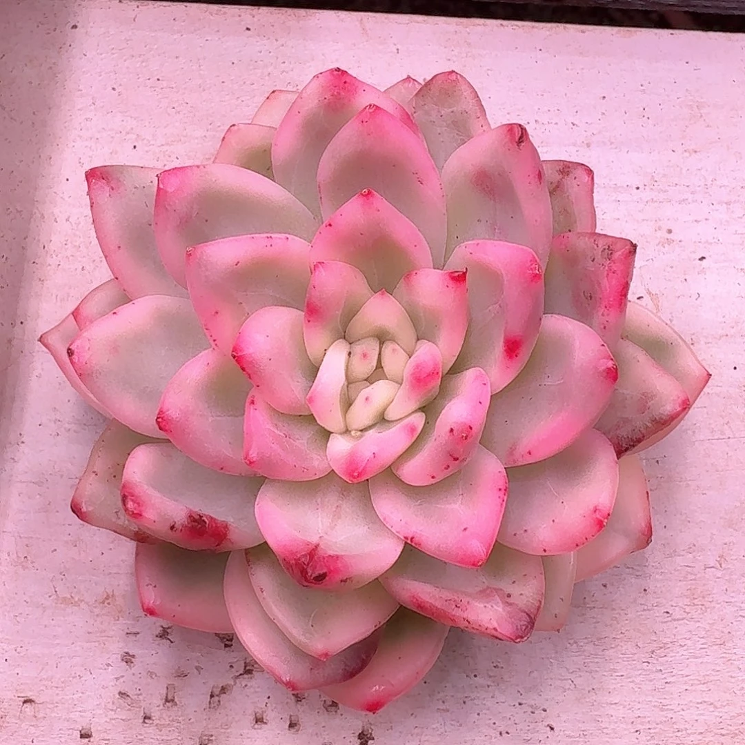 冰月亮锦多肉植物