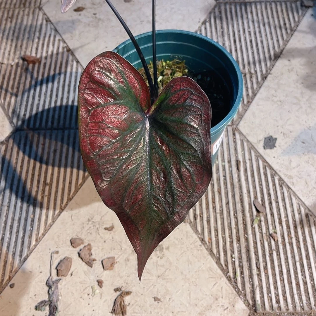 完全开放1095泰彩