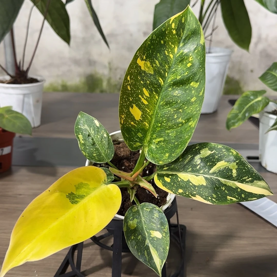 无花朵洒金刚果蔓绿绒