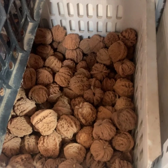 文玩核桃吊坠不***人一斤核桃