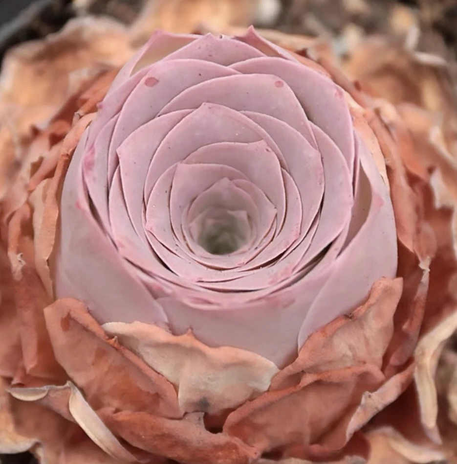 高品质酒杯帕玫瑰裸根一颗，拍6颗发7颗（拍7颗发8颗加花篮一个）