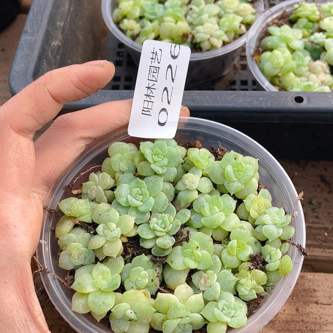 多肉植物多肉植物226