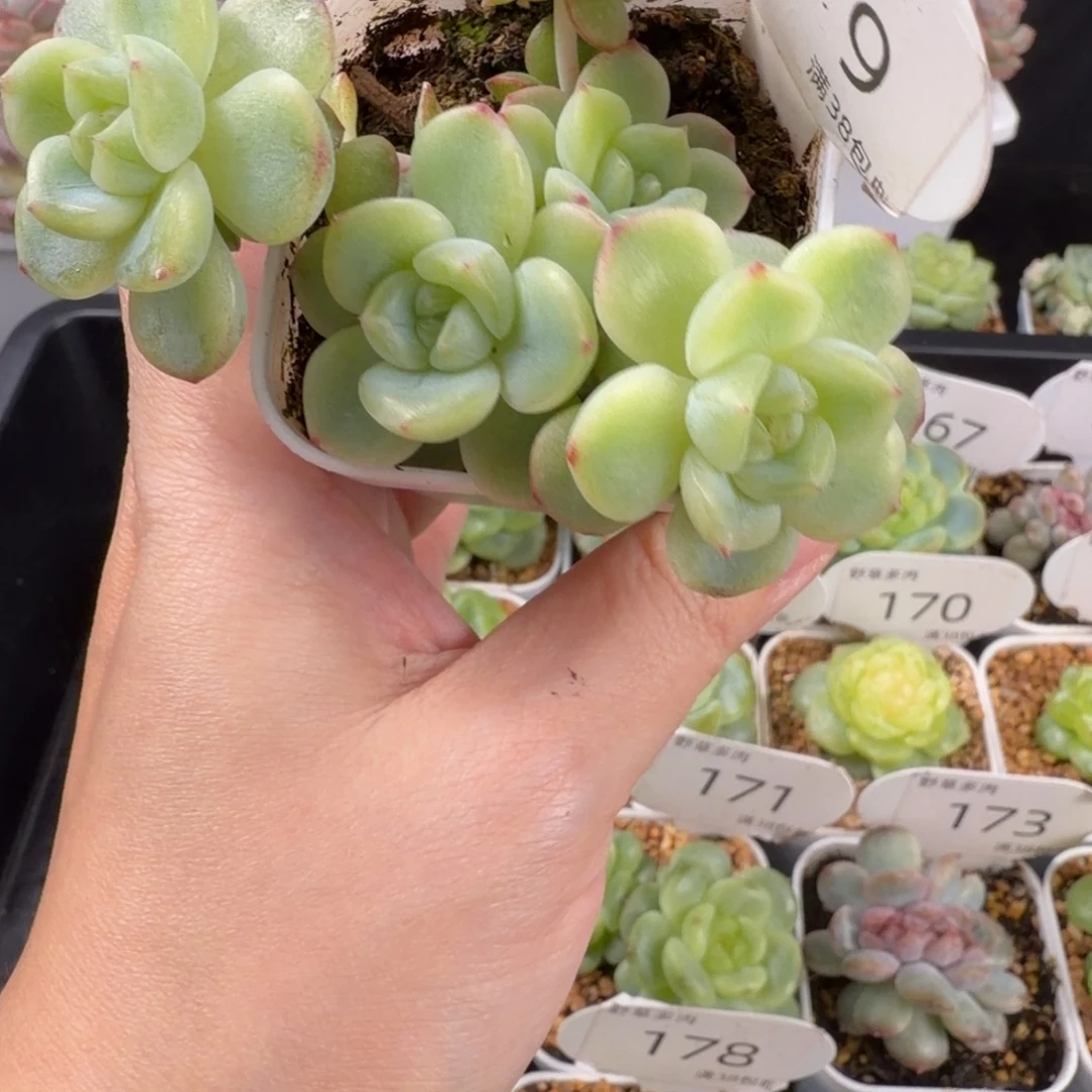 珍妮五头群179号一颗