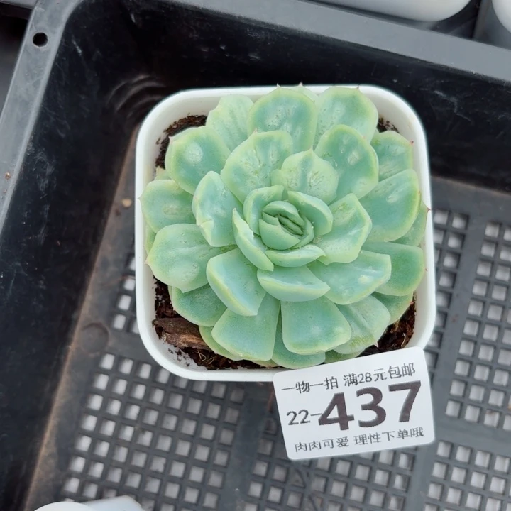 泡泡纱裙无盆土发货无盆土发货无