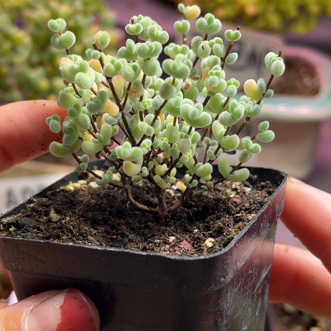 006实生莱斯优选 枝干