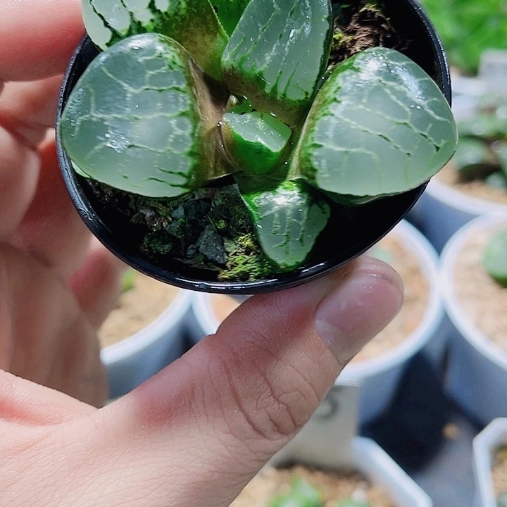 水晶克新手好养的