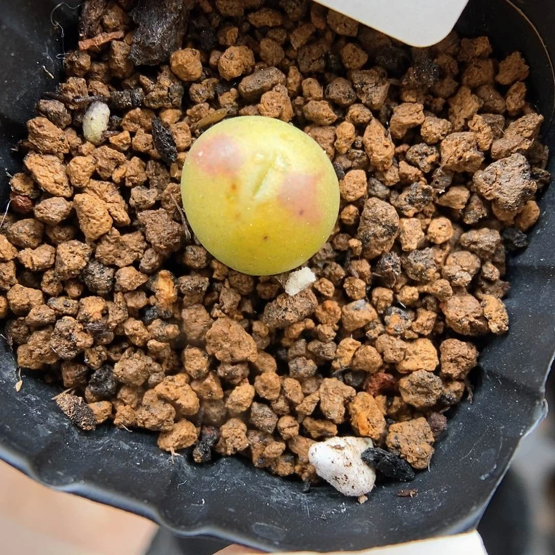 多肉植物A-354（1.0）少将杂