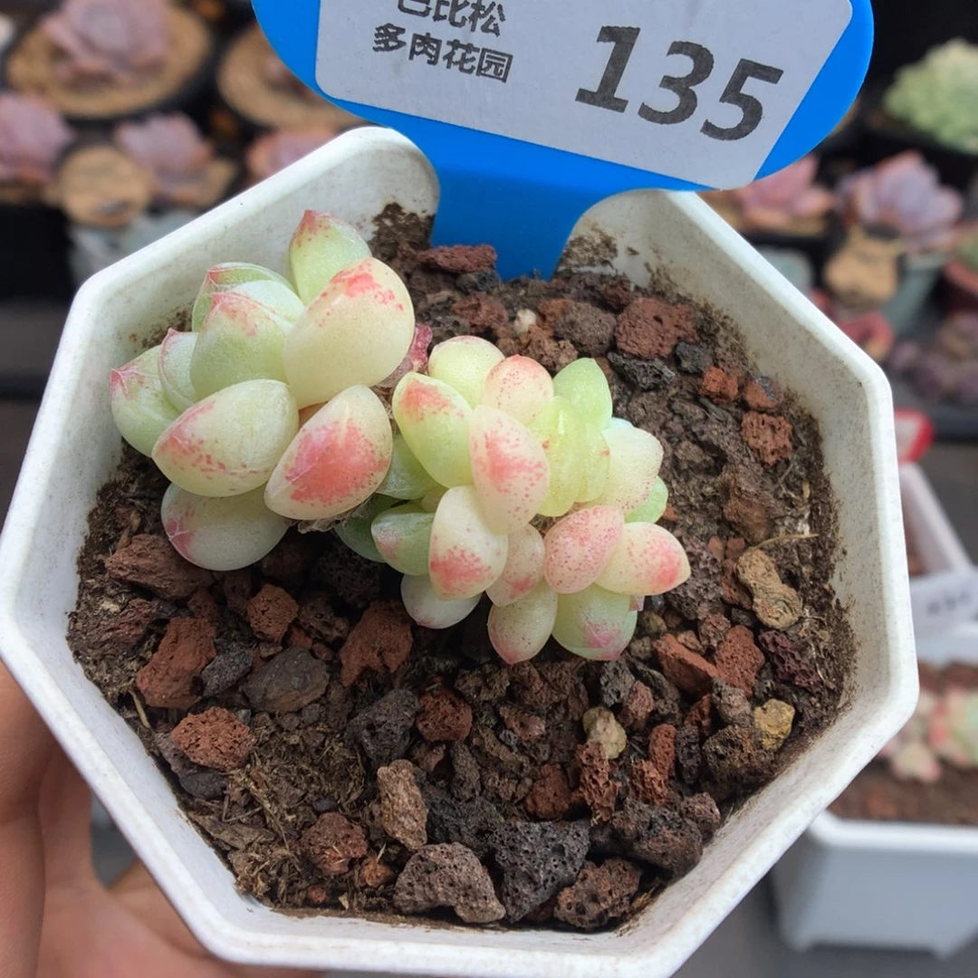 135五头透心冰玉多肉