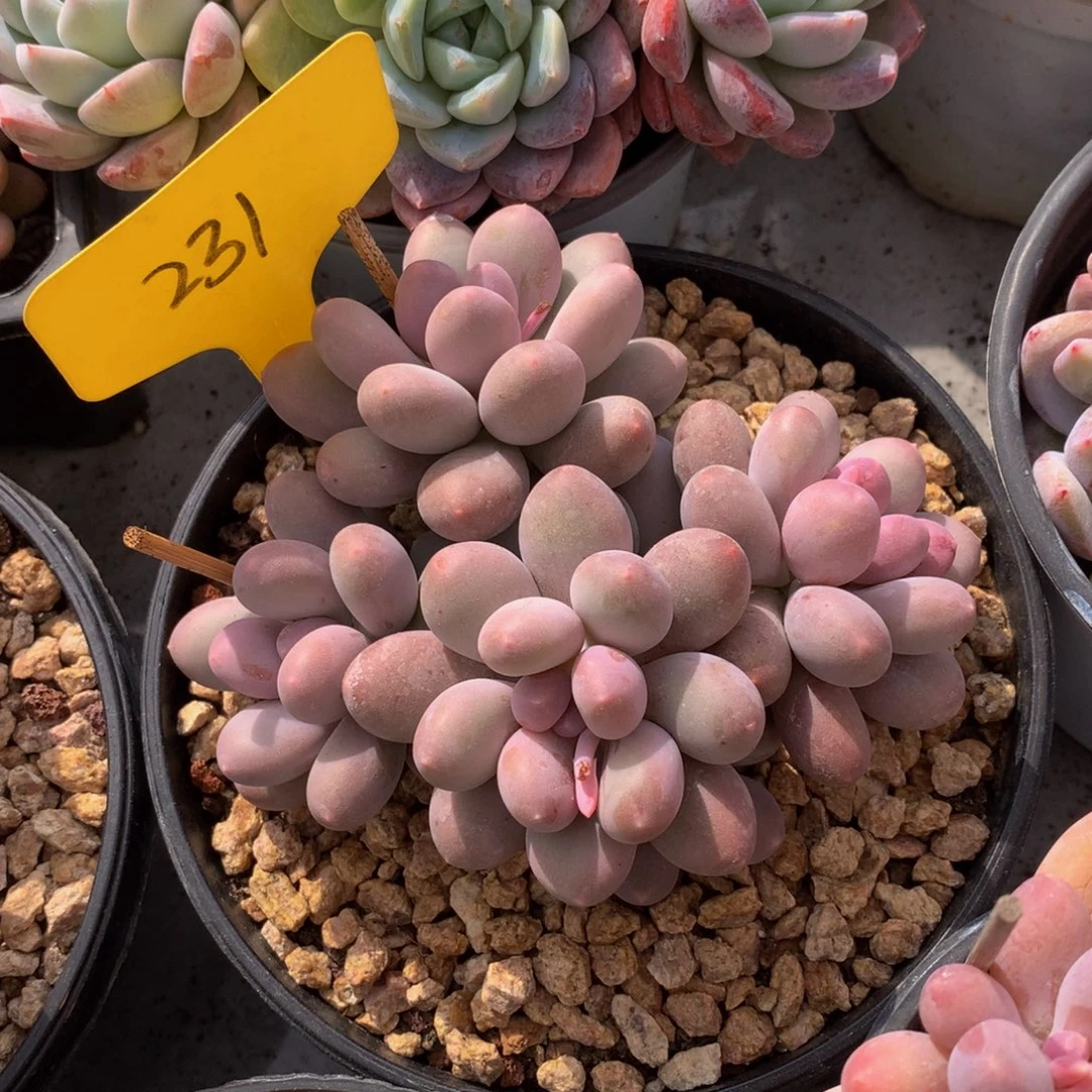 七彩美人7272737273737