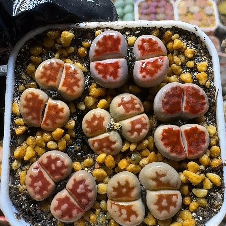 111122生石花。   93