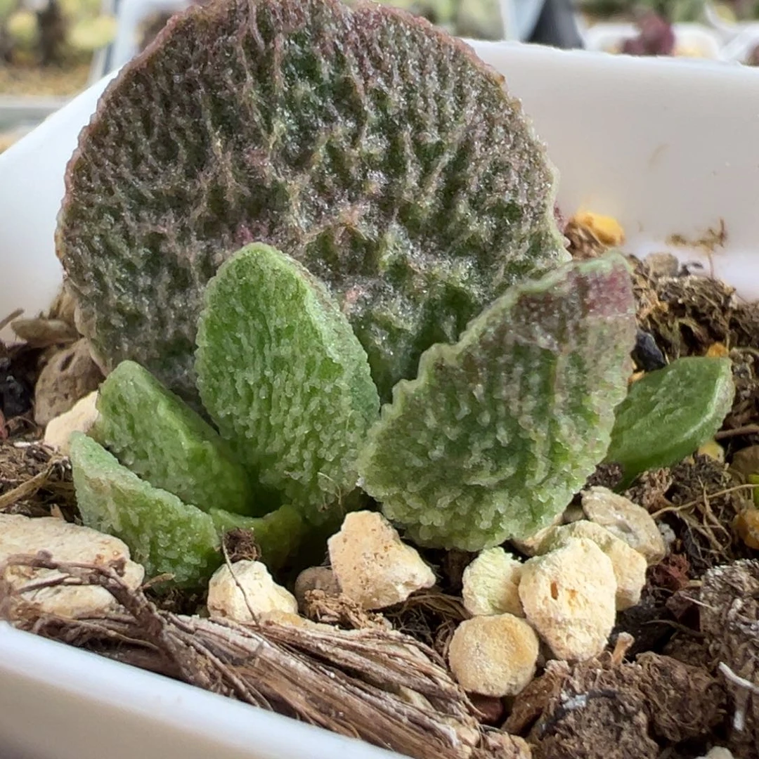福利款实生新品大苗多肉植物