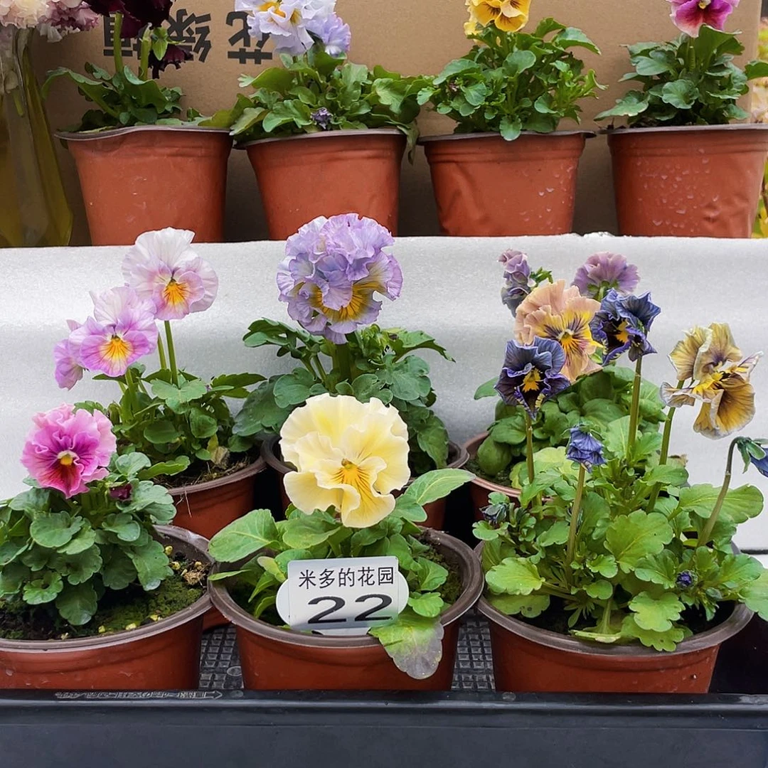 大部分花苞少量开放22