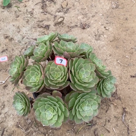 万圣节捧花一物一拍