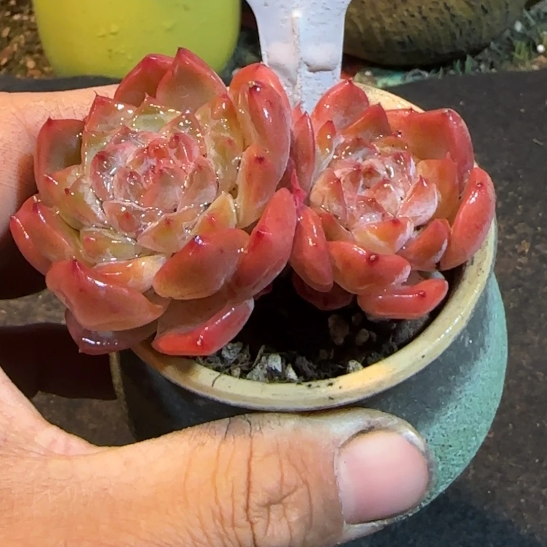 珍妮366一物一拍包装收缩花旱