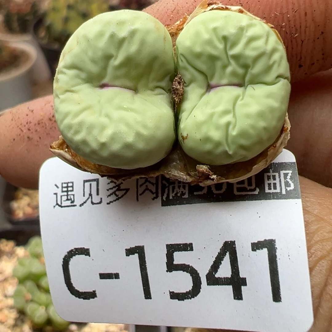 多肉植物1111111111