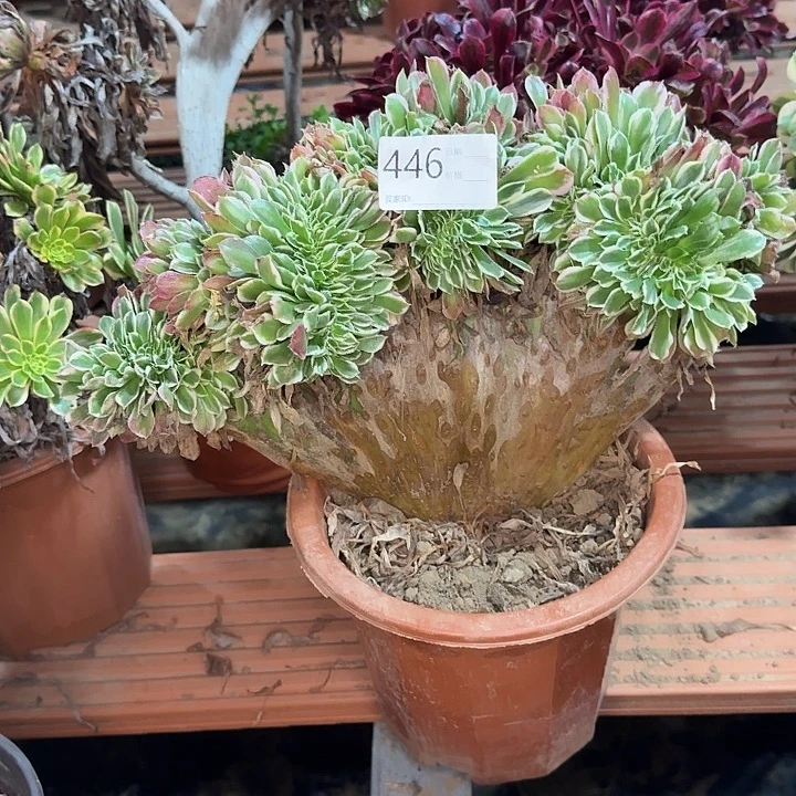 白凤有伤多肉植物446