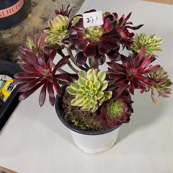 米**。架接法师一个277号