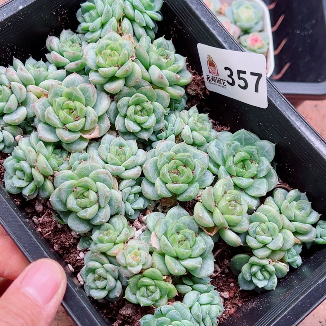 绵***忧多肉植物多肉植物