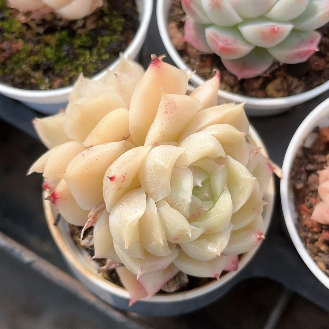 优选麦秆福利9046