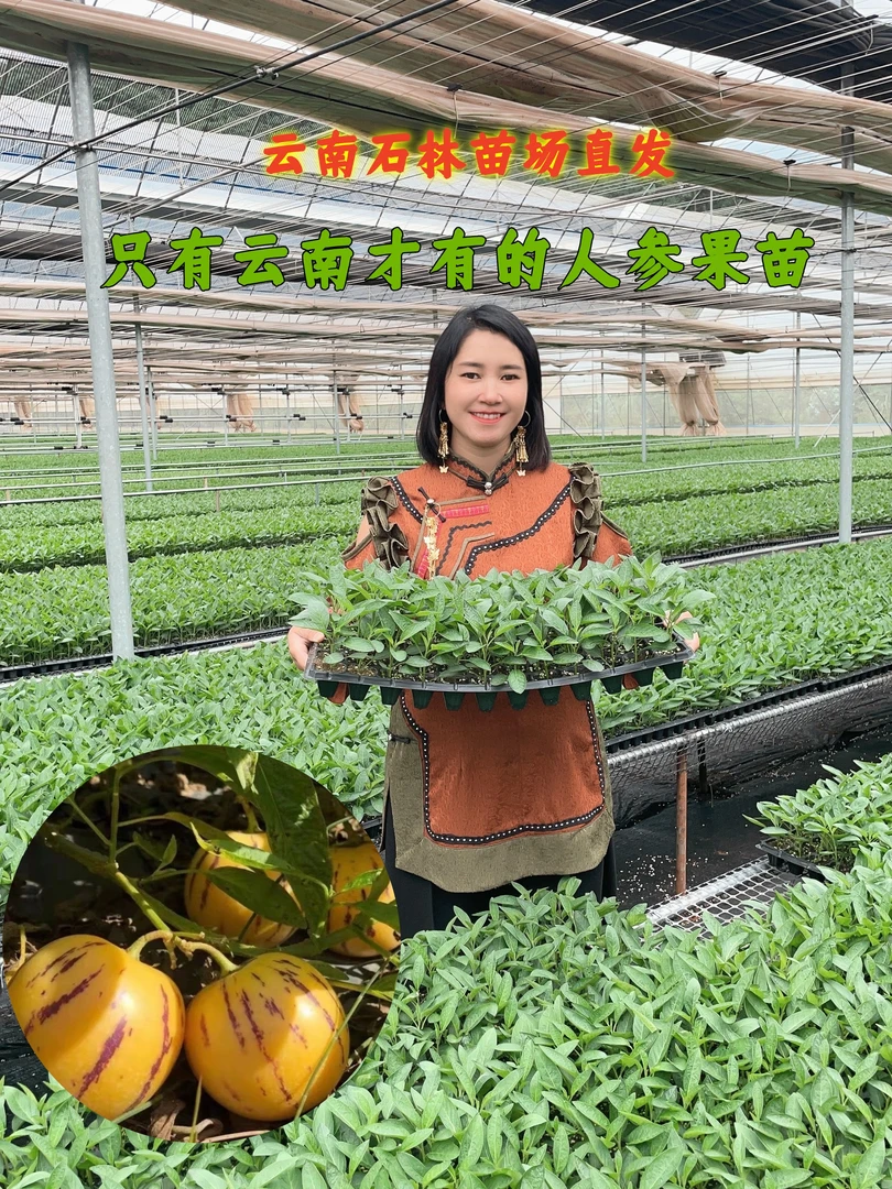 云南人参果苗石林批发产地包邮圆果一级苗种植户人参果种植技术