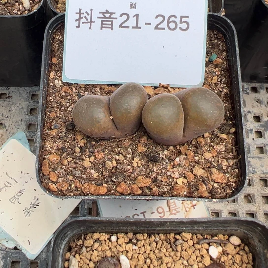 21-265肉锥多肉植物