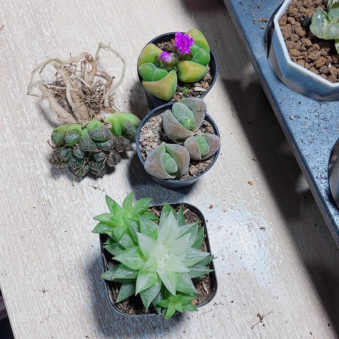 三个肉肉都是精品