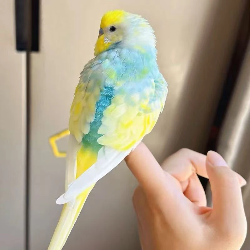 手养金彩鹦鹉可教说话能上手温顺粘人亲人的家养活宠