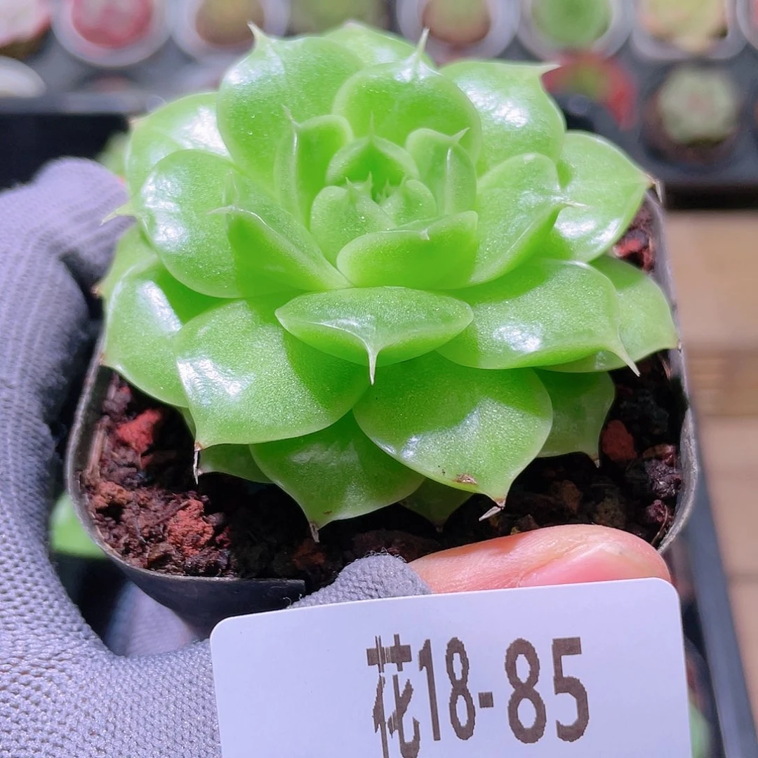 花利美18-85海王