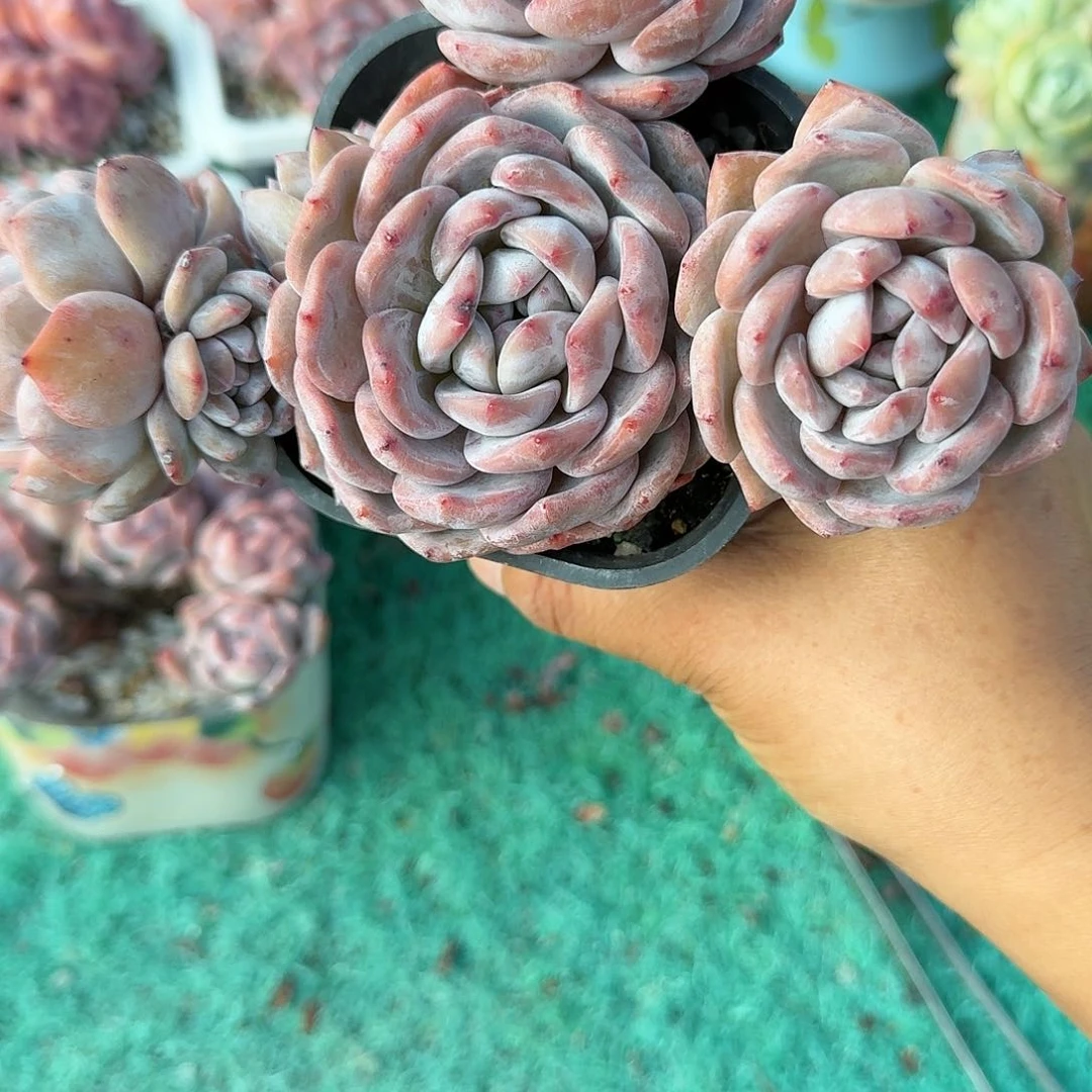 大包子星影无砍飘枝