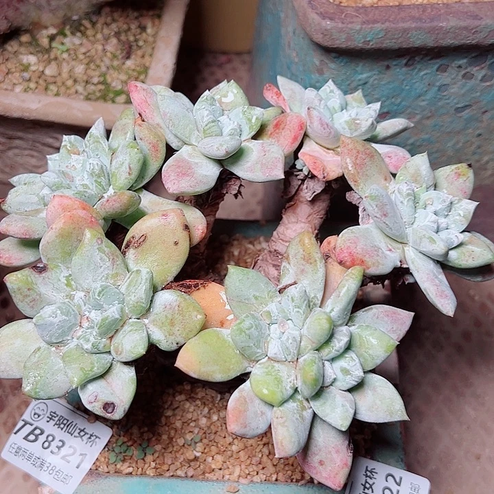 小***贝8322拇指苹果叶仙女杯