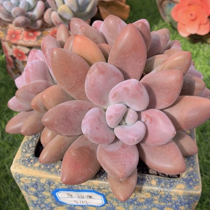 多肉原始虞一物一拍