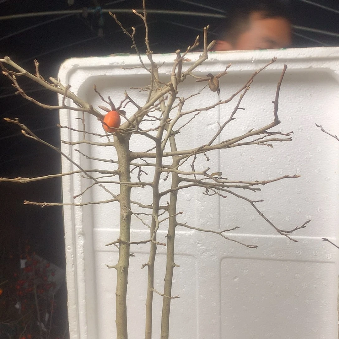 ＆***＆无花朵老鸦的眼睛