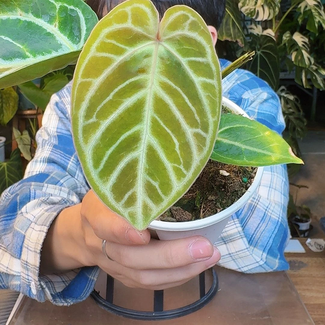 完全开放T159粉柠檬杂撕裂纹