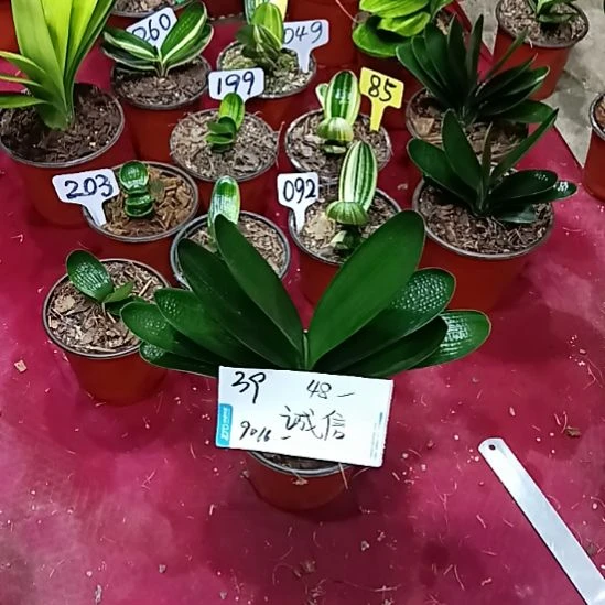 诚***信当前无花栽培后可以开花