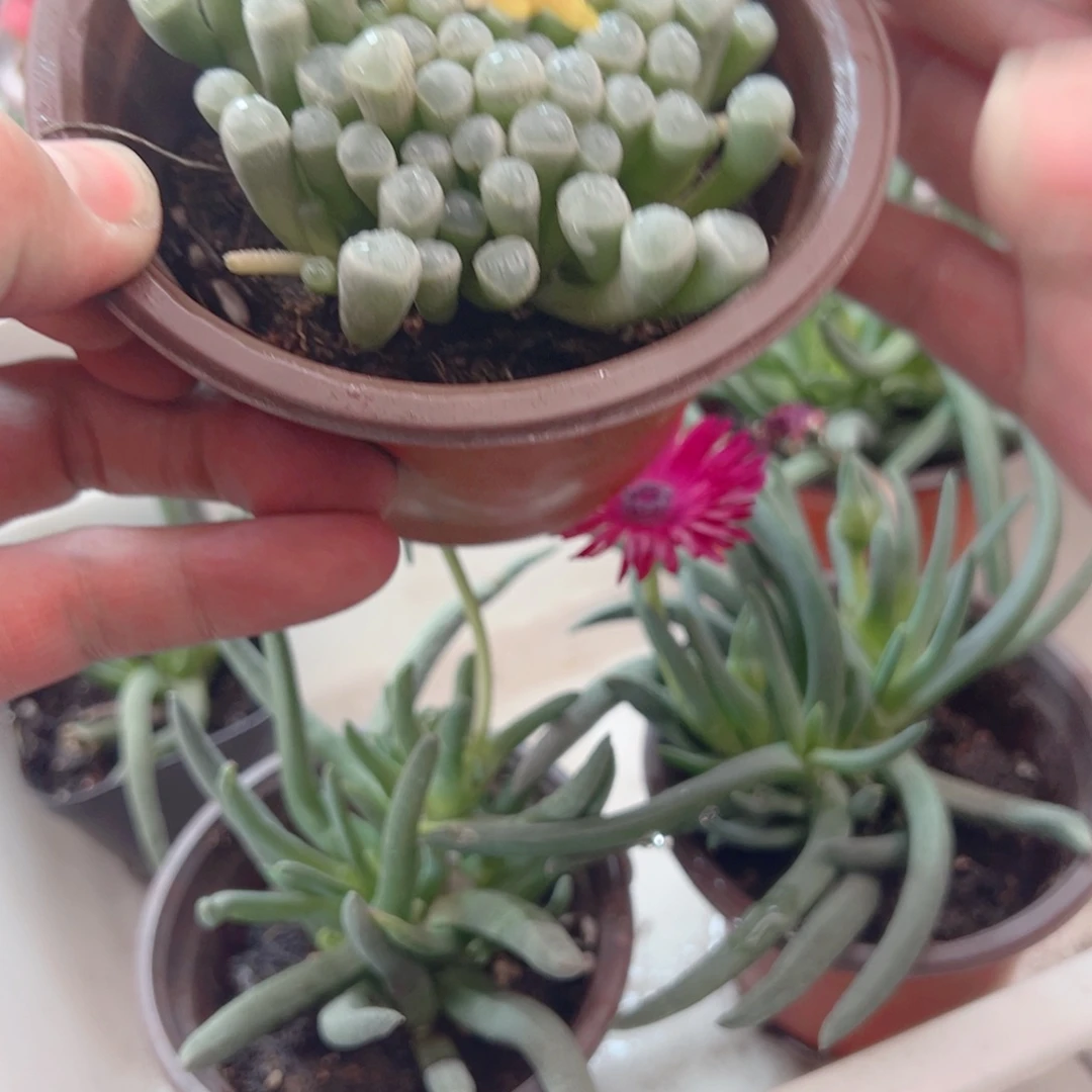大盆五十领域多肉一颗