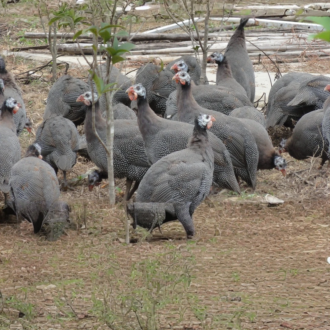 林间散养鸡3只装