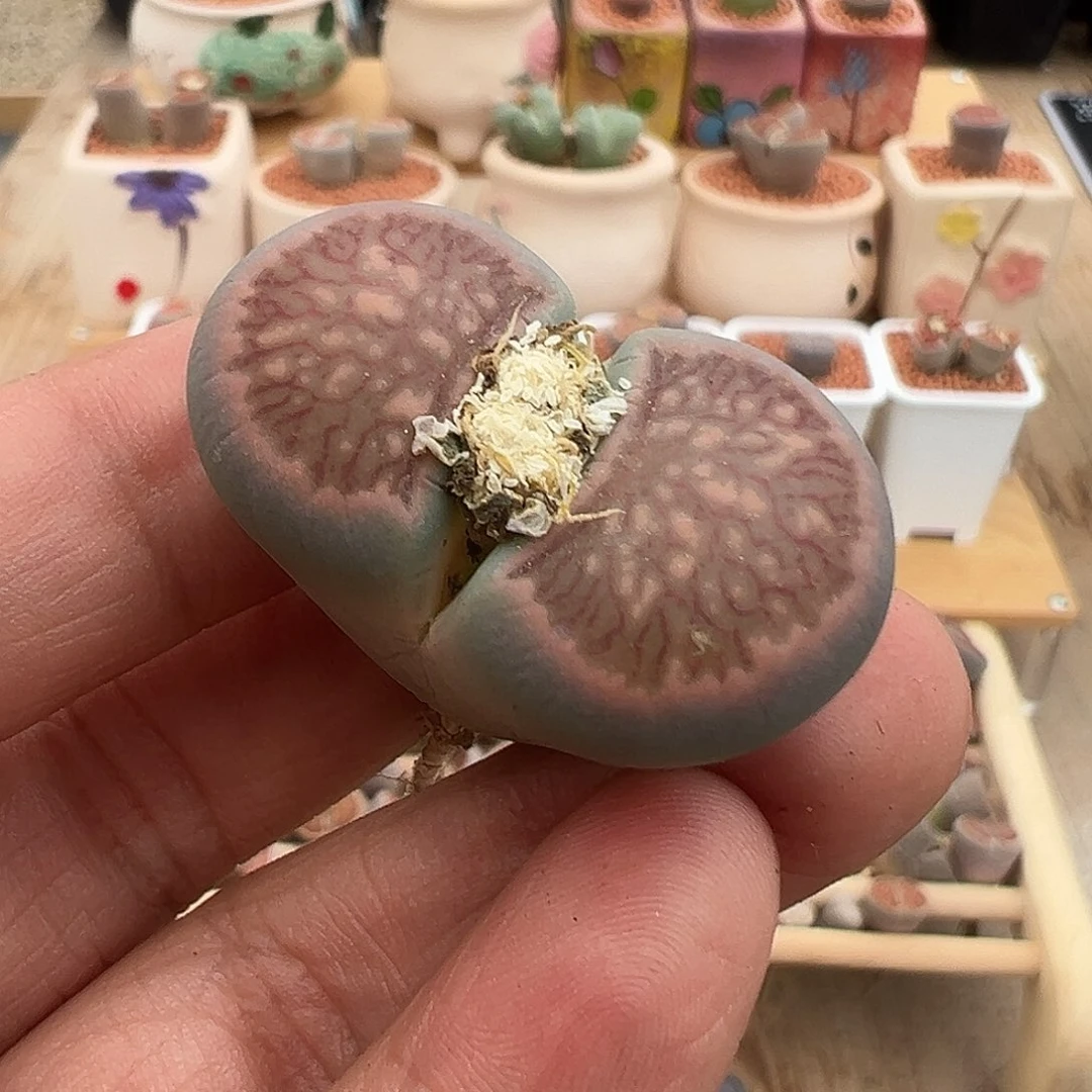 绿体菊福利炸了11111111