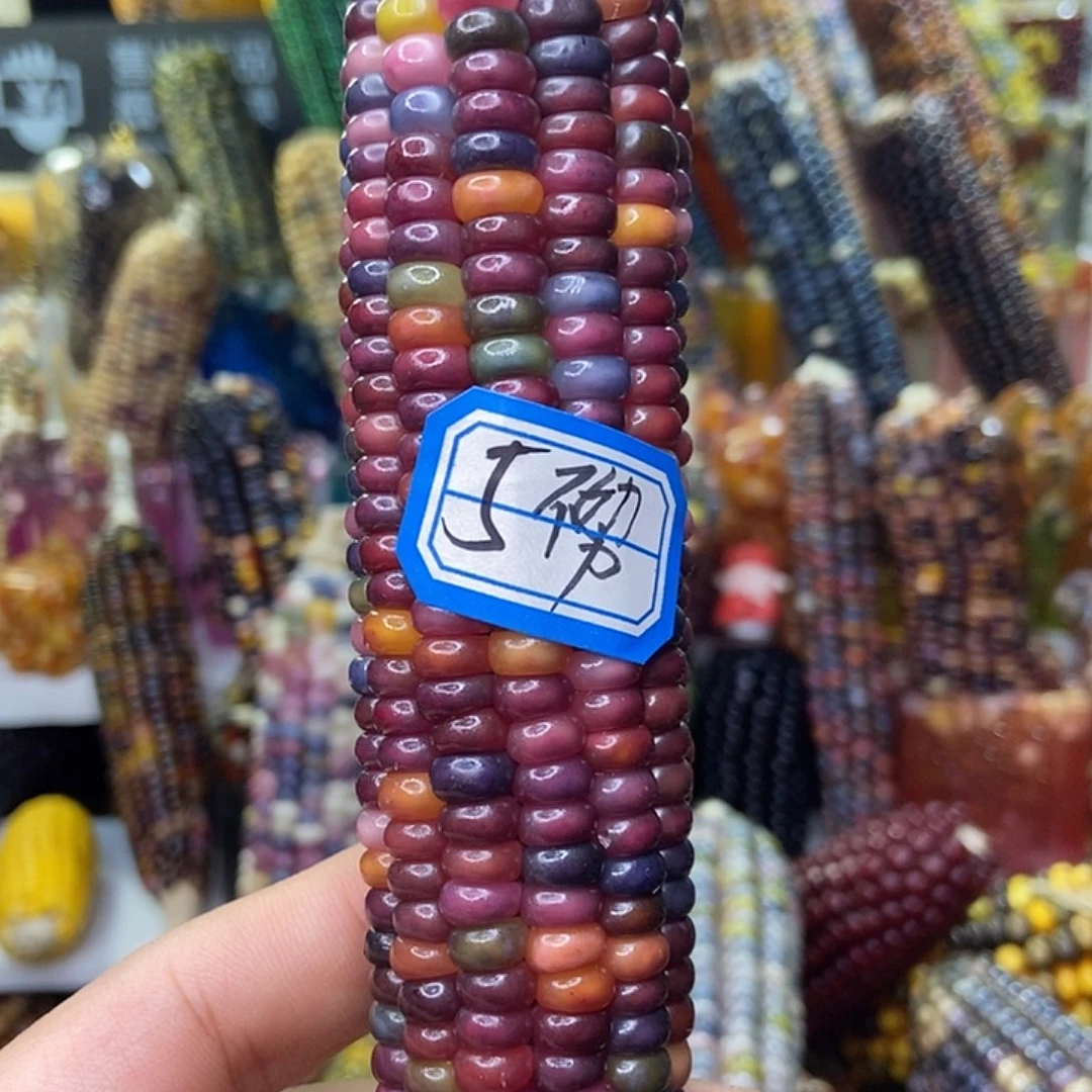 文玩玉米毛料一件