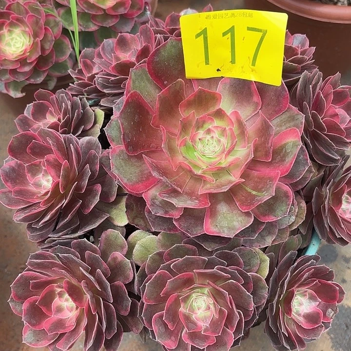 多肉植物福利117号