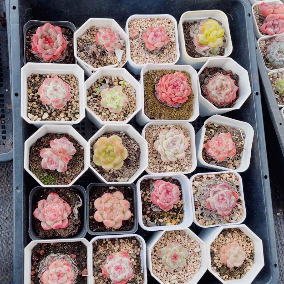 风靡园艺整筐糖心