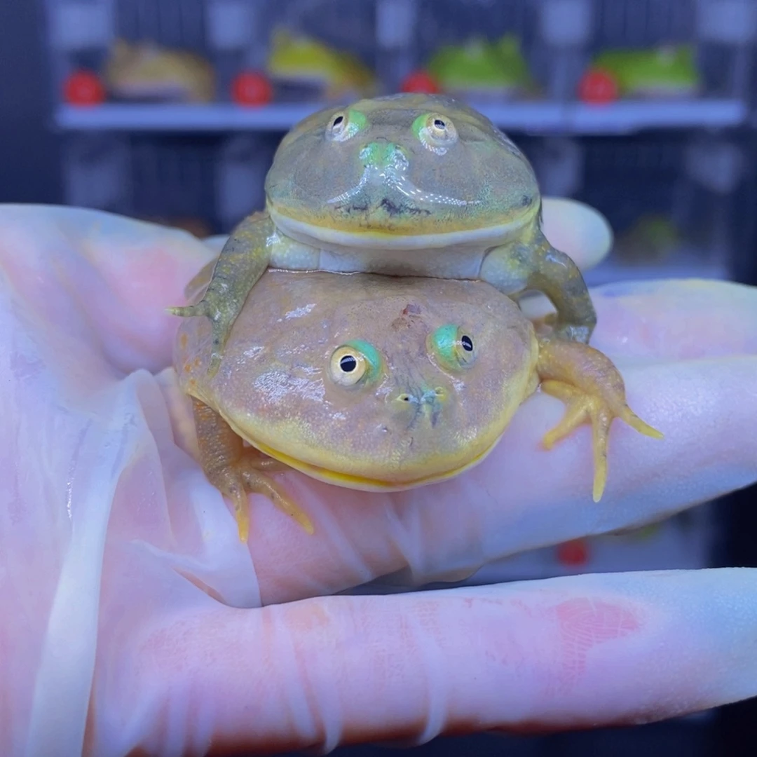 角蛙小丑子蛙蛙一对。