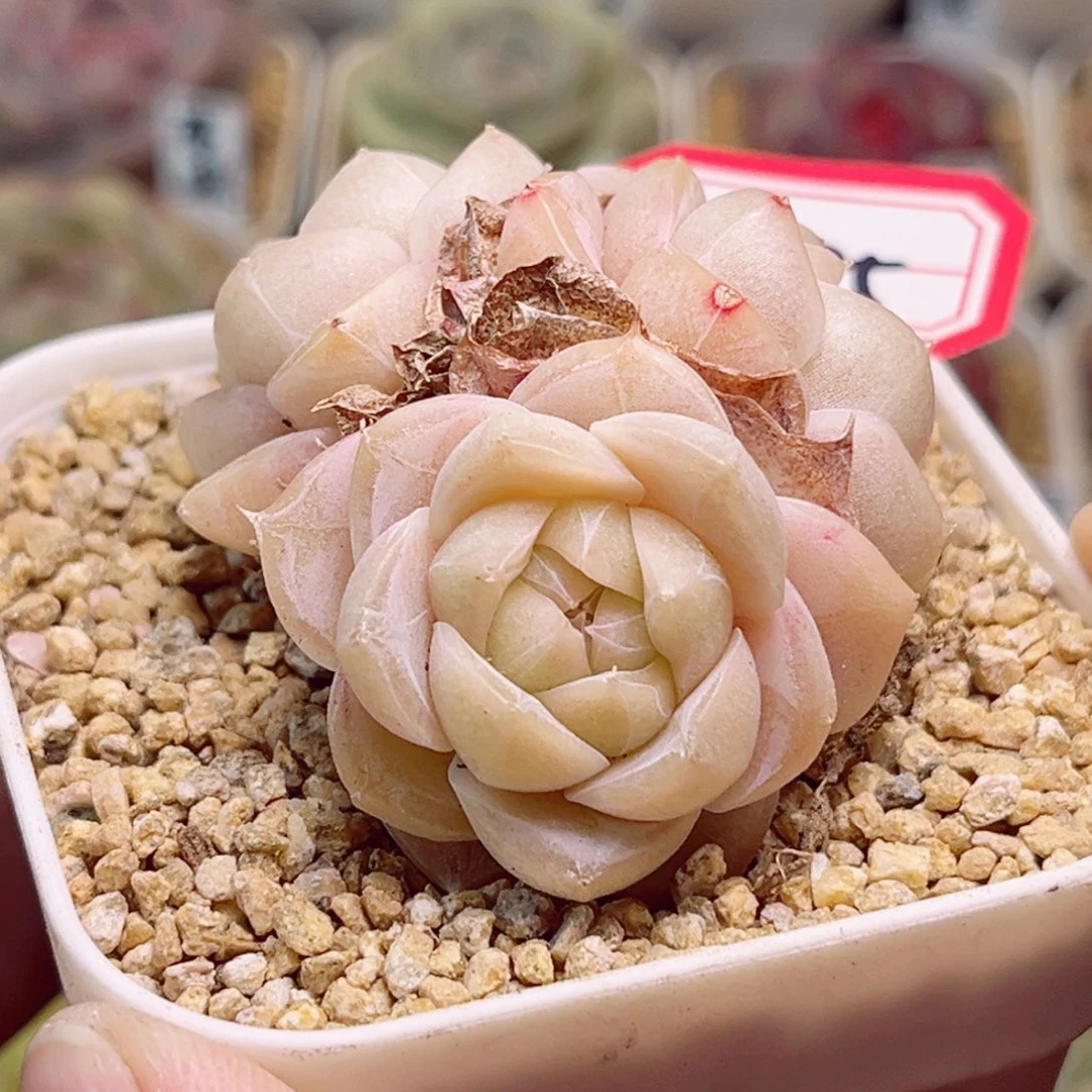A885一物一拍 夏末