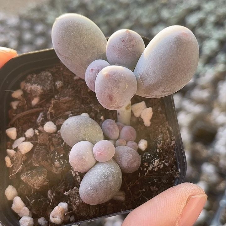 一我一拍米可奶满18