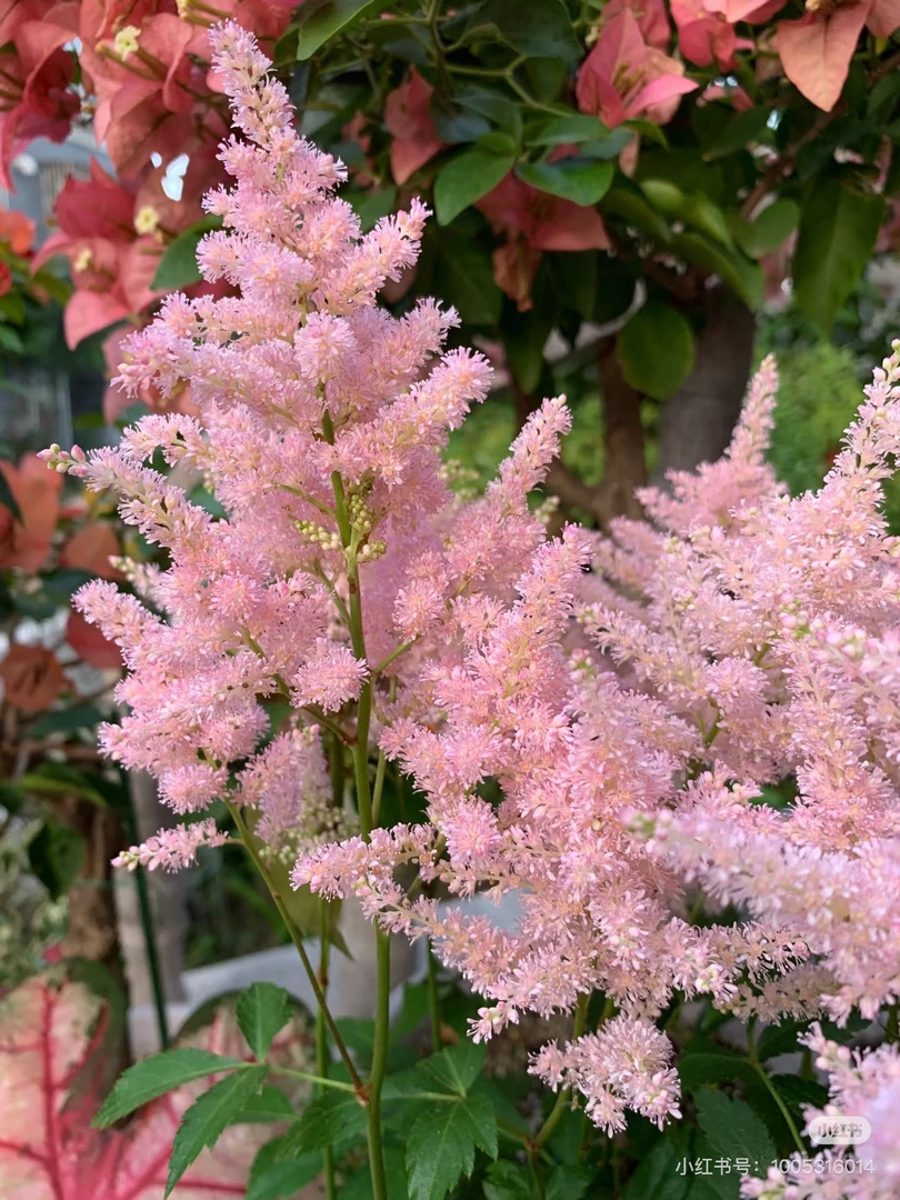 【混色络新妇】1加仑大盆多年生耐热耐寒植物毛茸茸植物