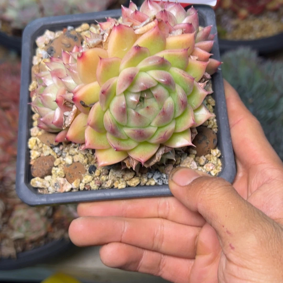 菲**贝2682多肉多多多多多