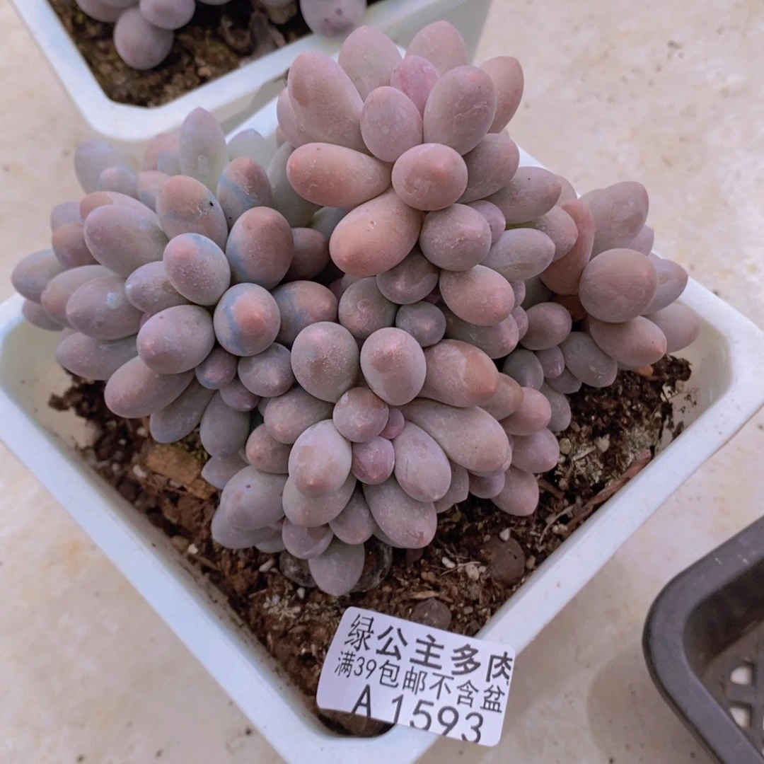汤圆10cm1593多肉植物